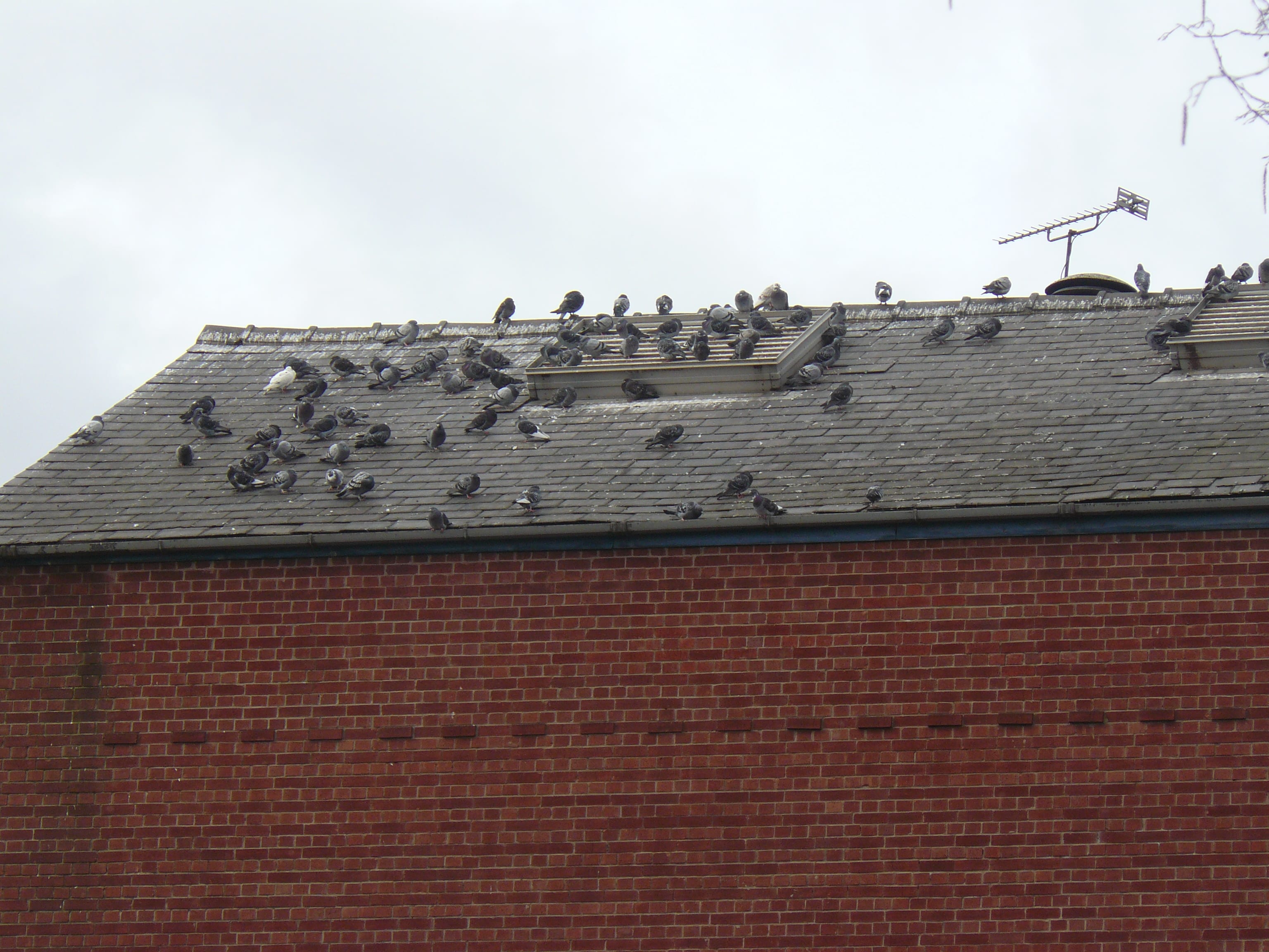 Pigeons on the roof, alas.